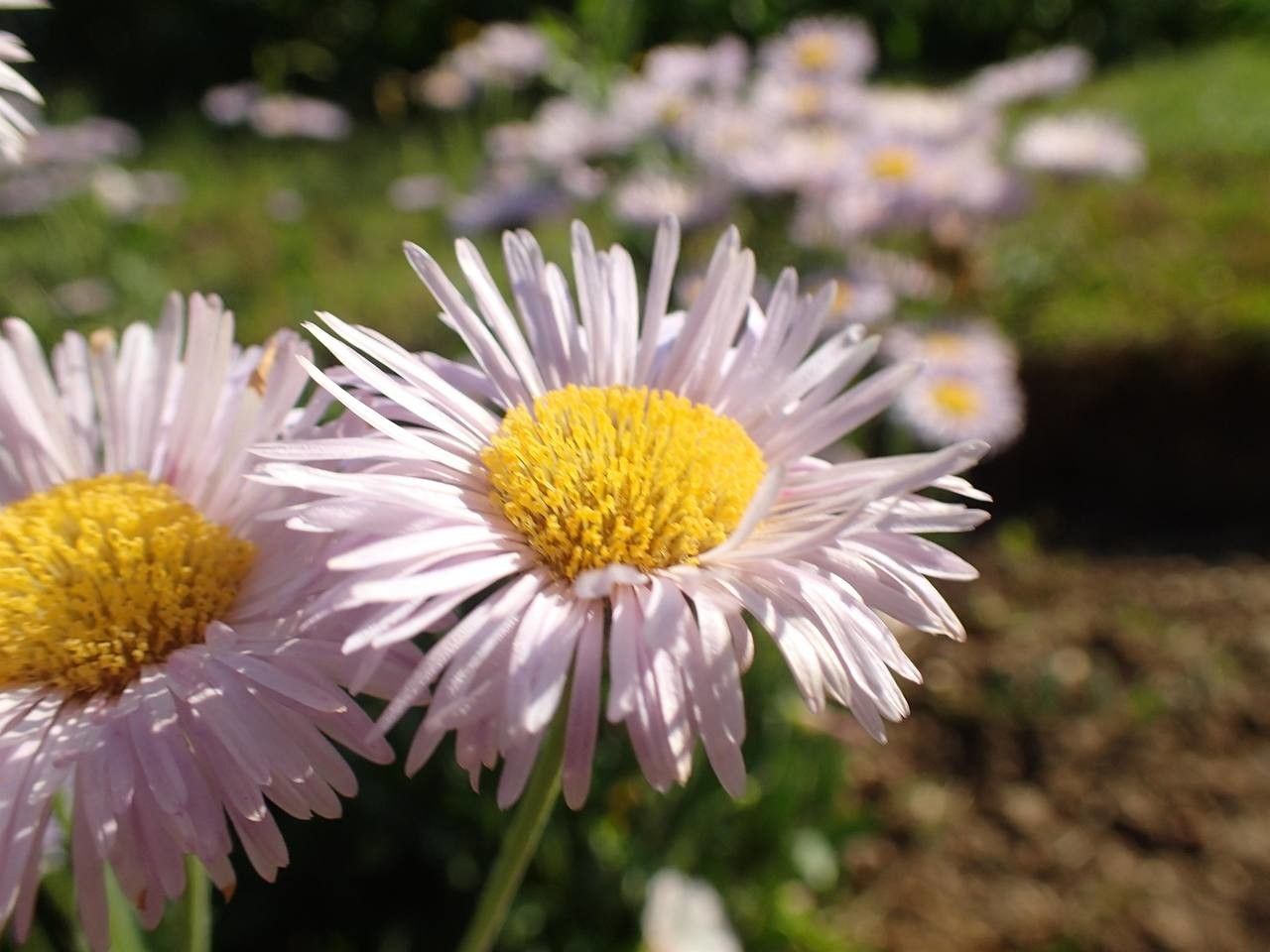 Erigeron glabellus flower