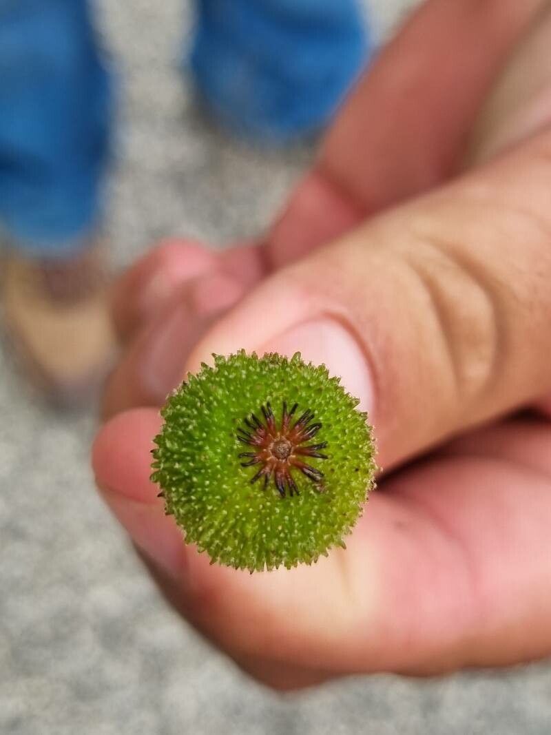 Croton arboreus fruit