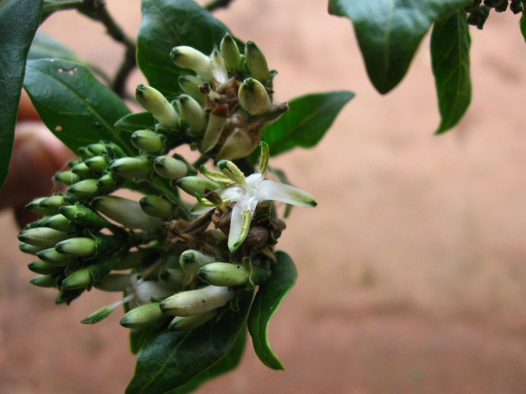 Pavetta hookeriana — houseplant care guide