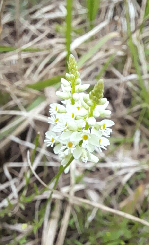 Polygala pulchella — houseplant care guide