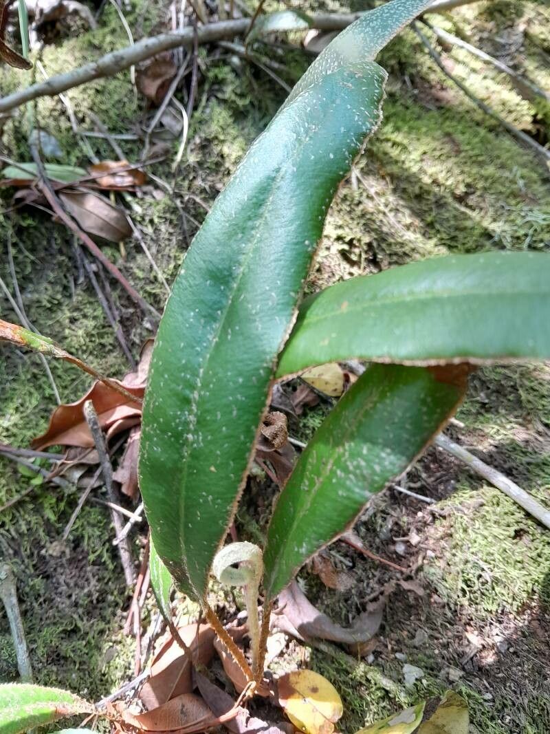 Elaphoglossum scolopendriforme — houseplant care guide