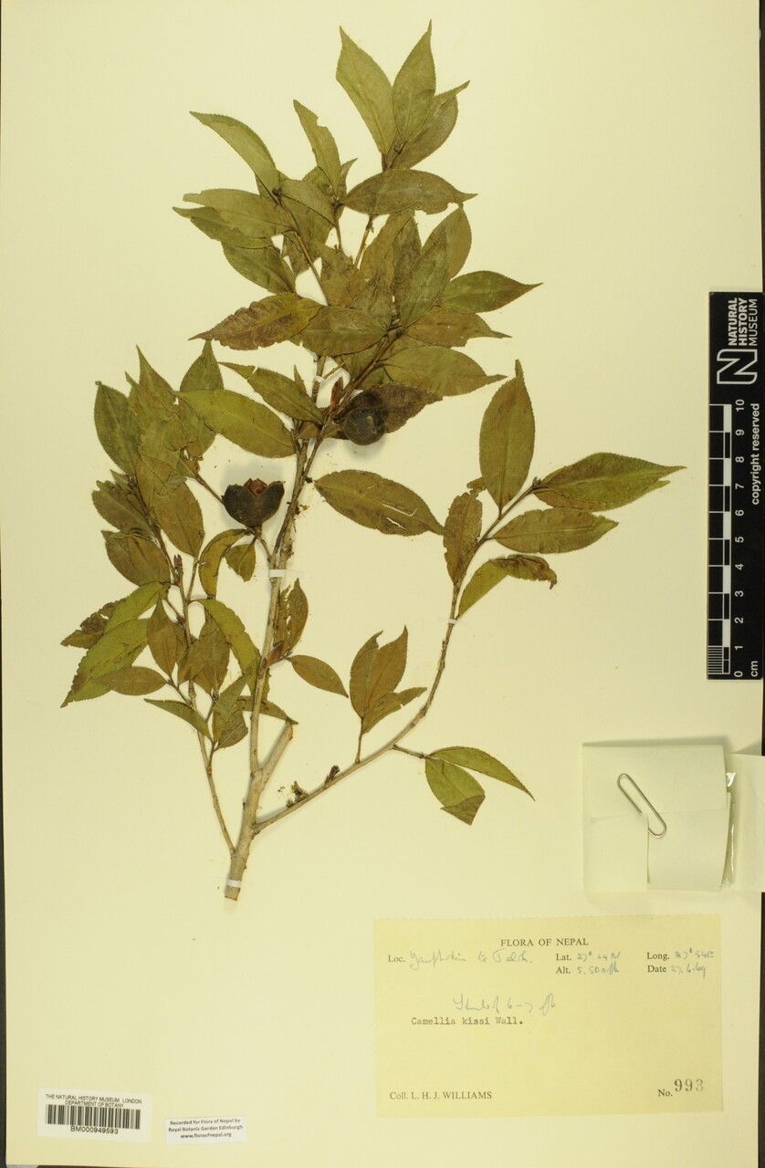 Camellia kissii other