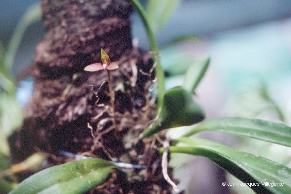 Bulbophyllum samoanum bark