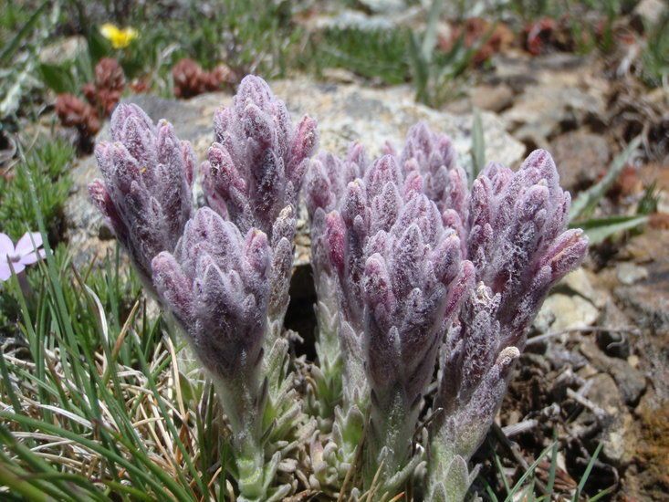 Castilleja schizotricha habit
