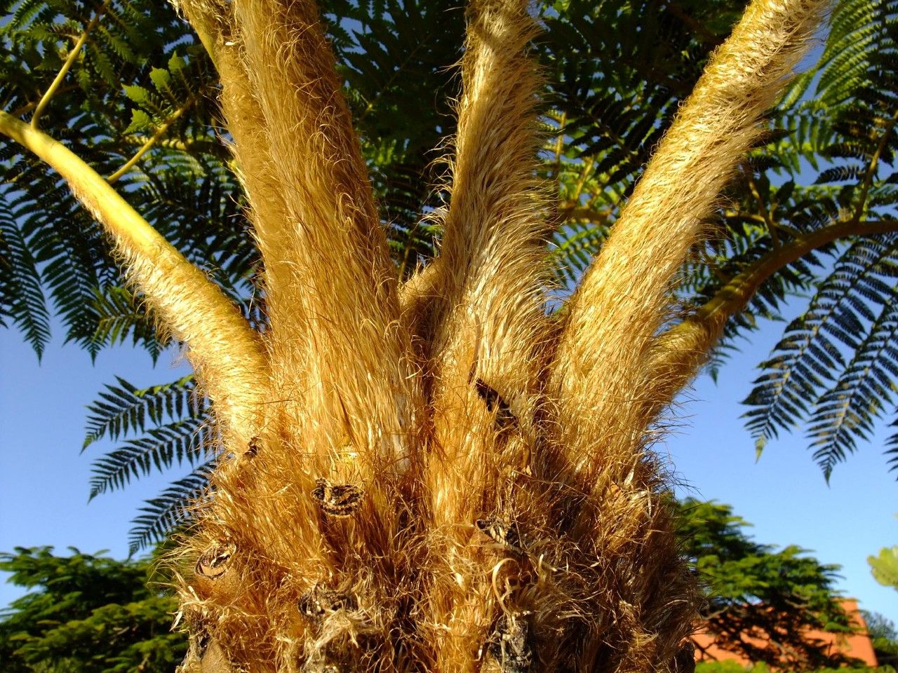 Cyathea australis bark