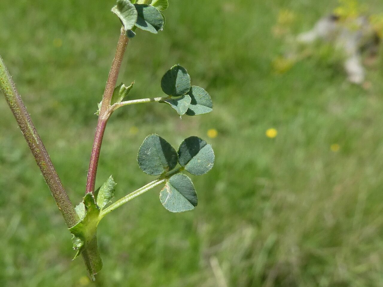 Medicago suffruticosa leaf