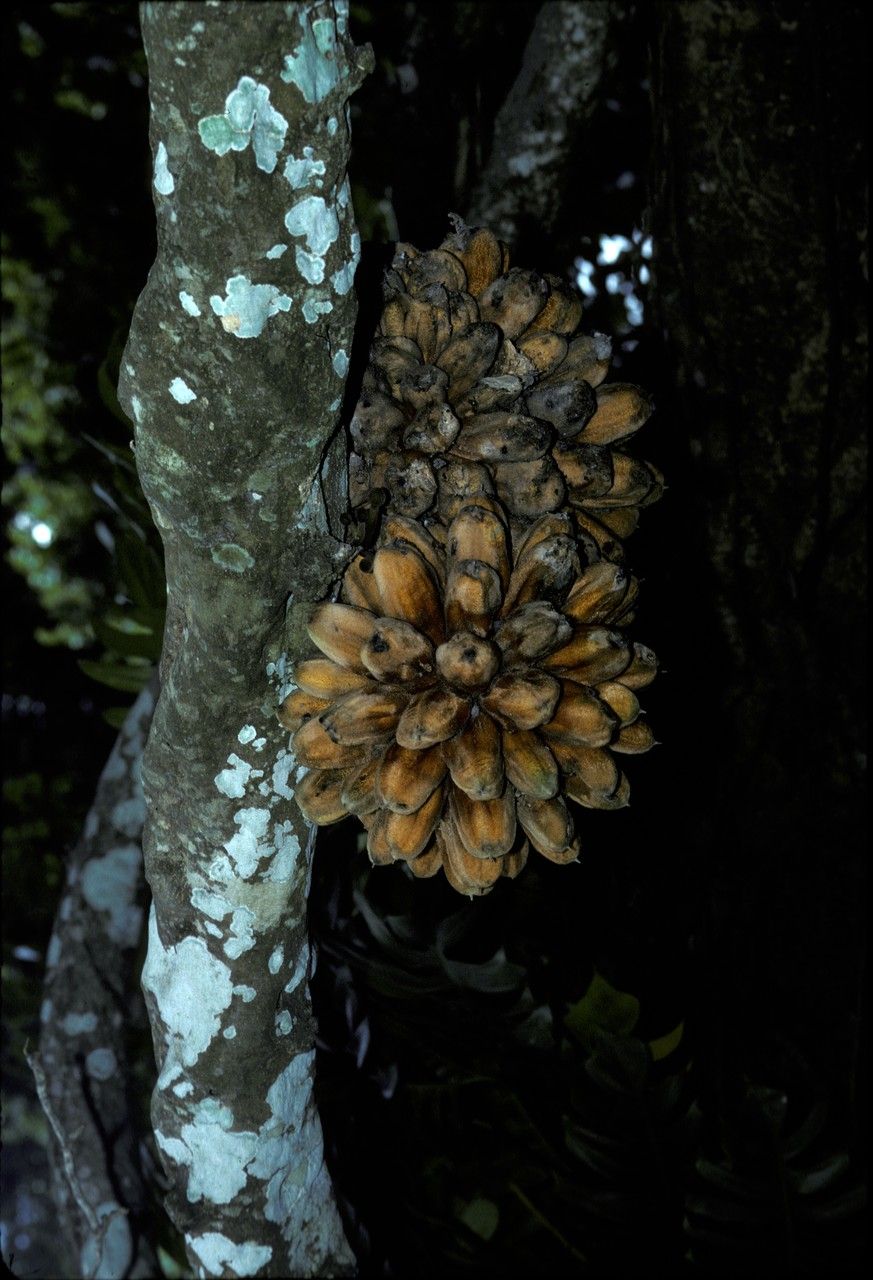 Hoya bandaensis fruit