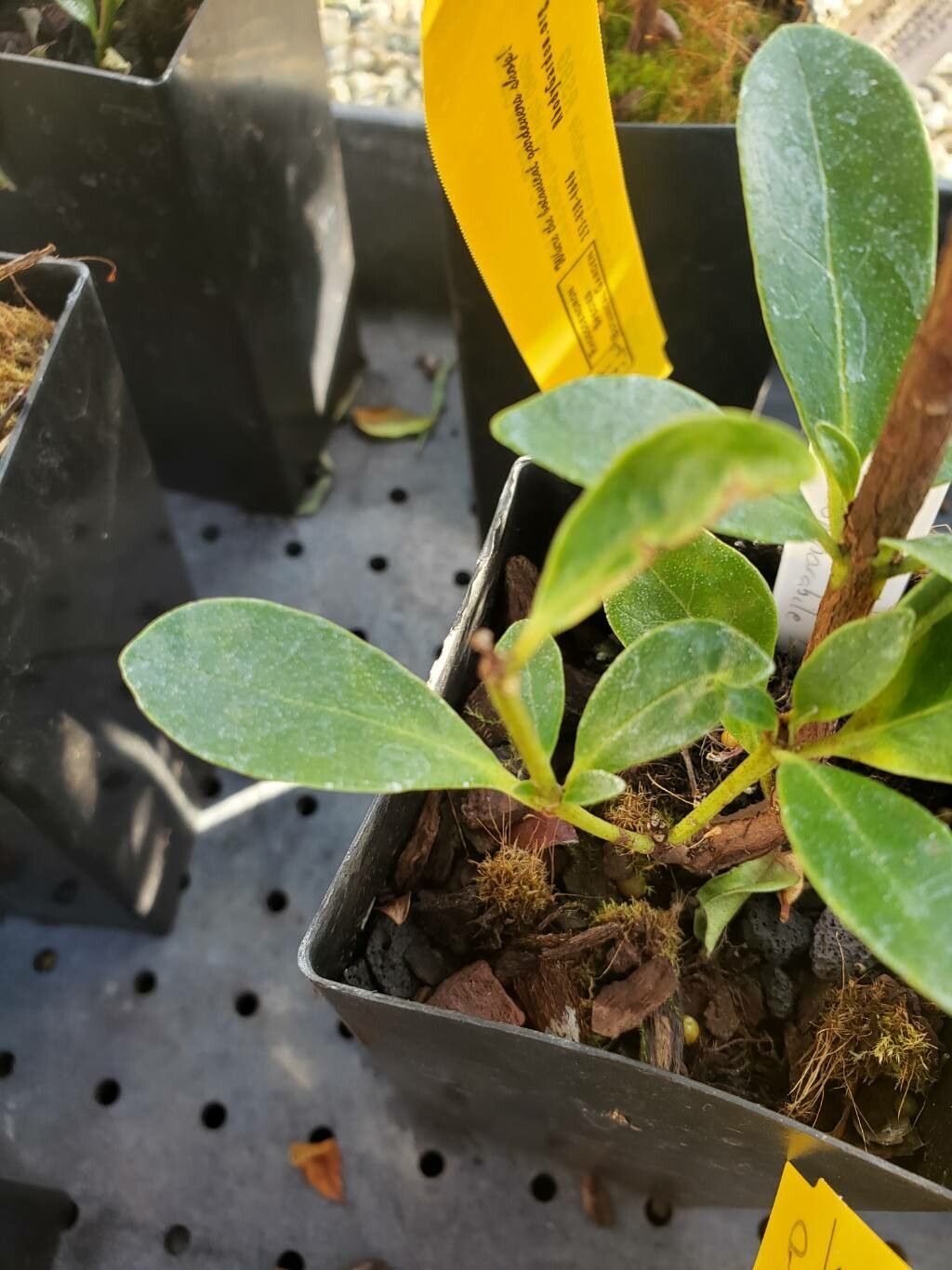 Rhododendron comparabile — houseplant care guide