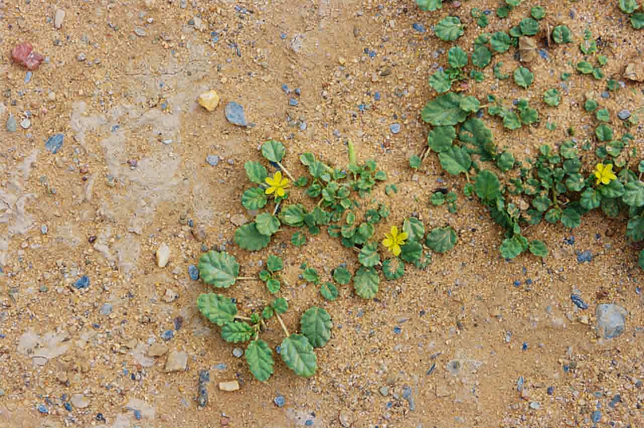 Corchorus depressus flower
