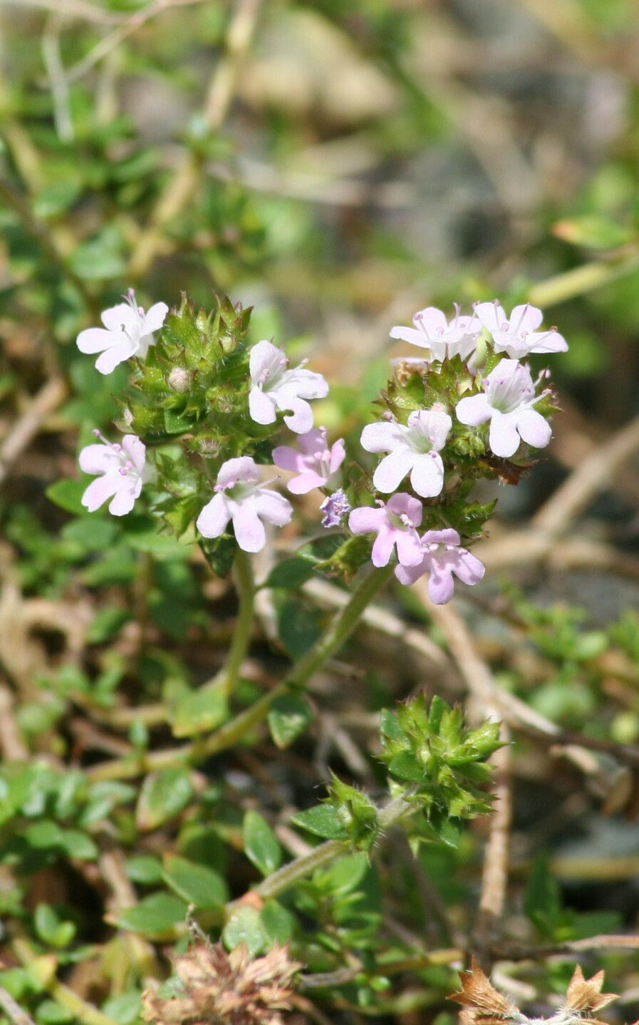 Thymus richardii — search result for 'Thymus'