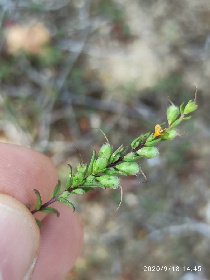 Odontites luteus fruit
