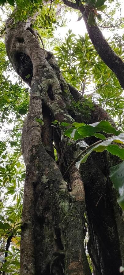 Ficus densifolia bark