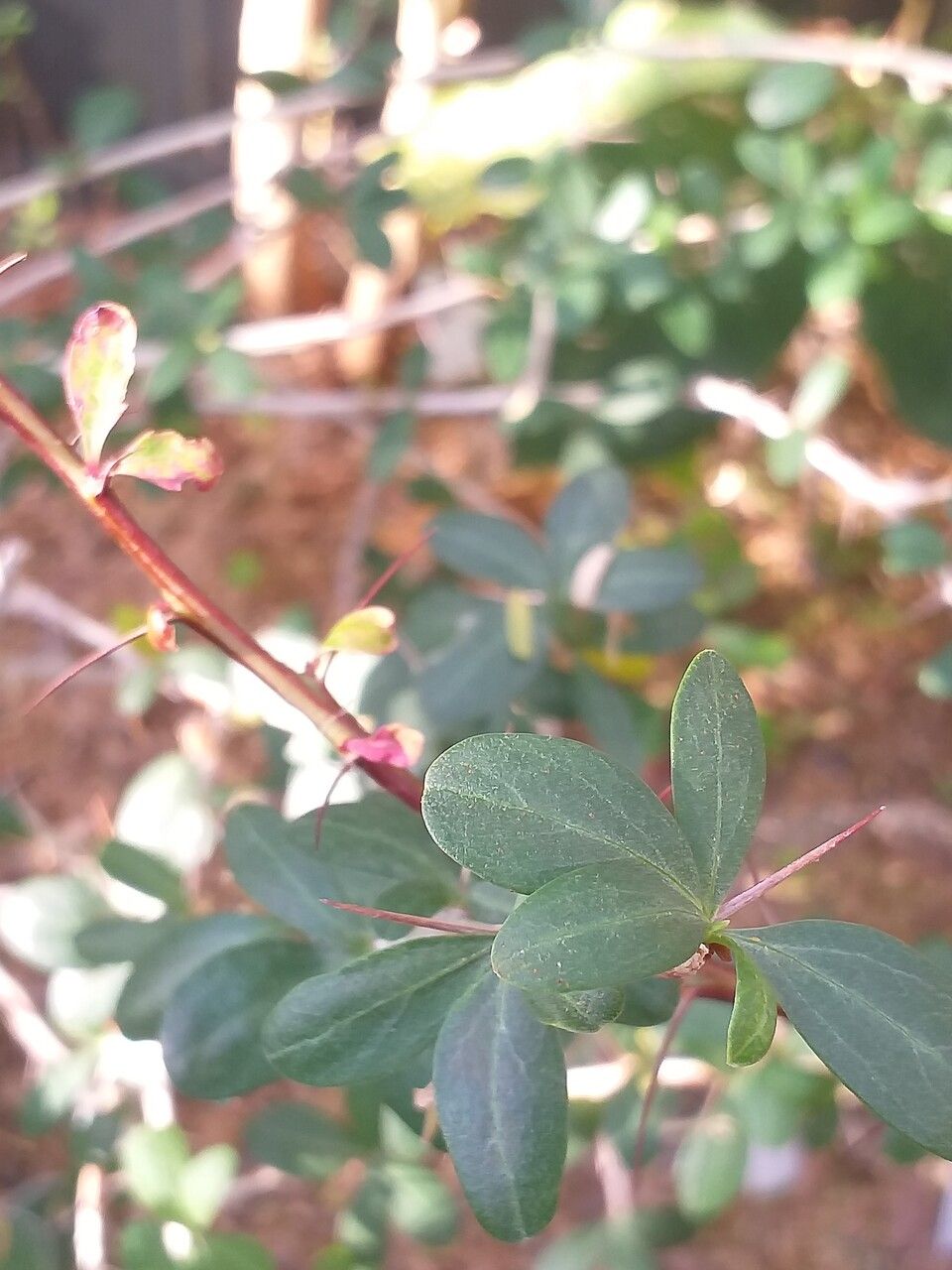 Fouquieria columnaris — related species from the same genus