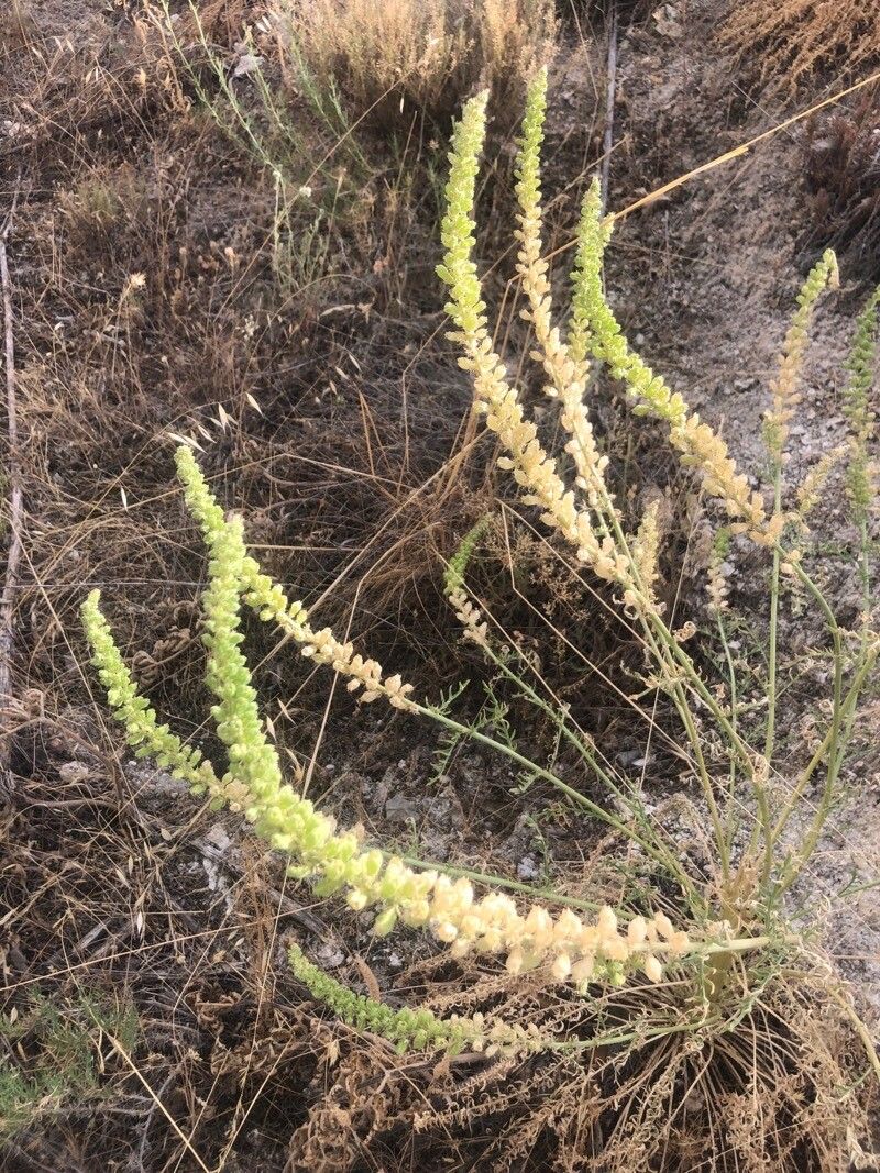 Reseda suffruticosa flower