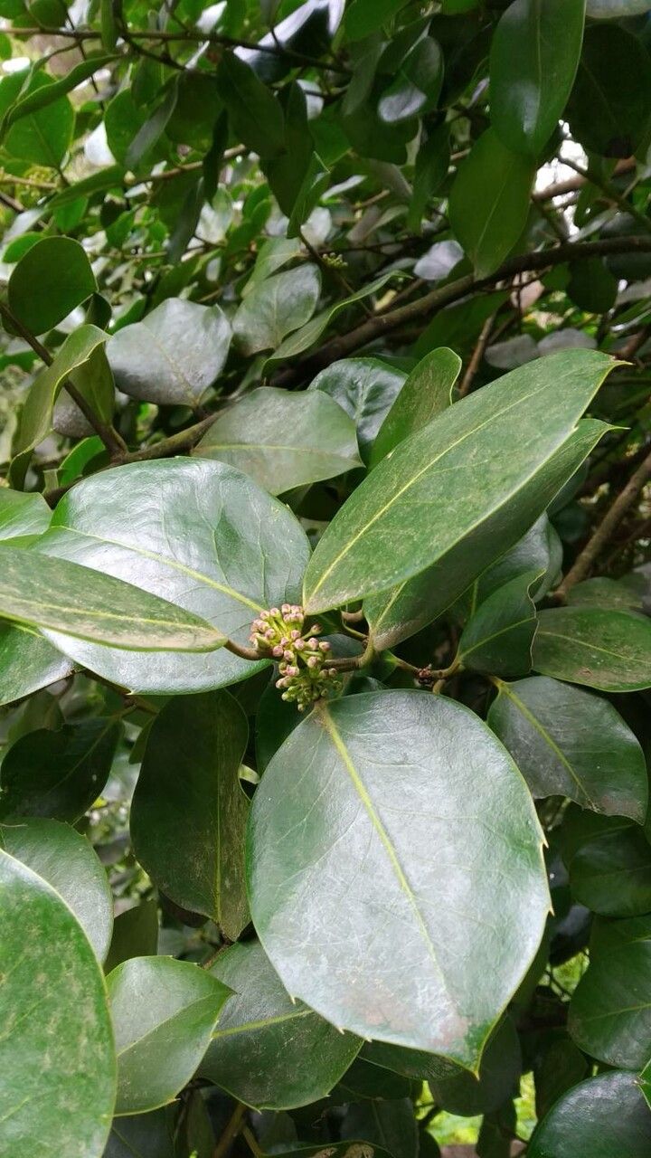 Ilex perado flower