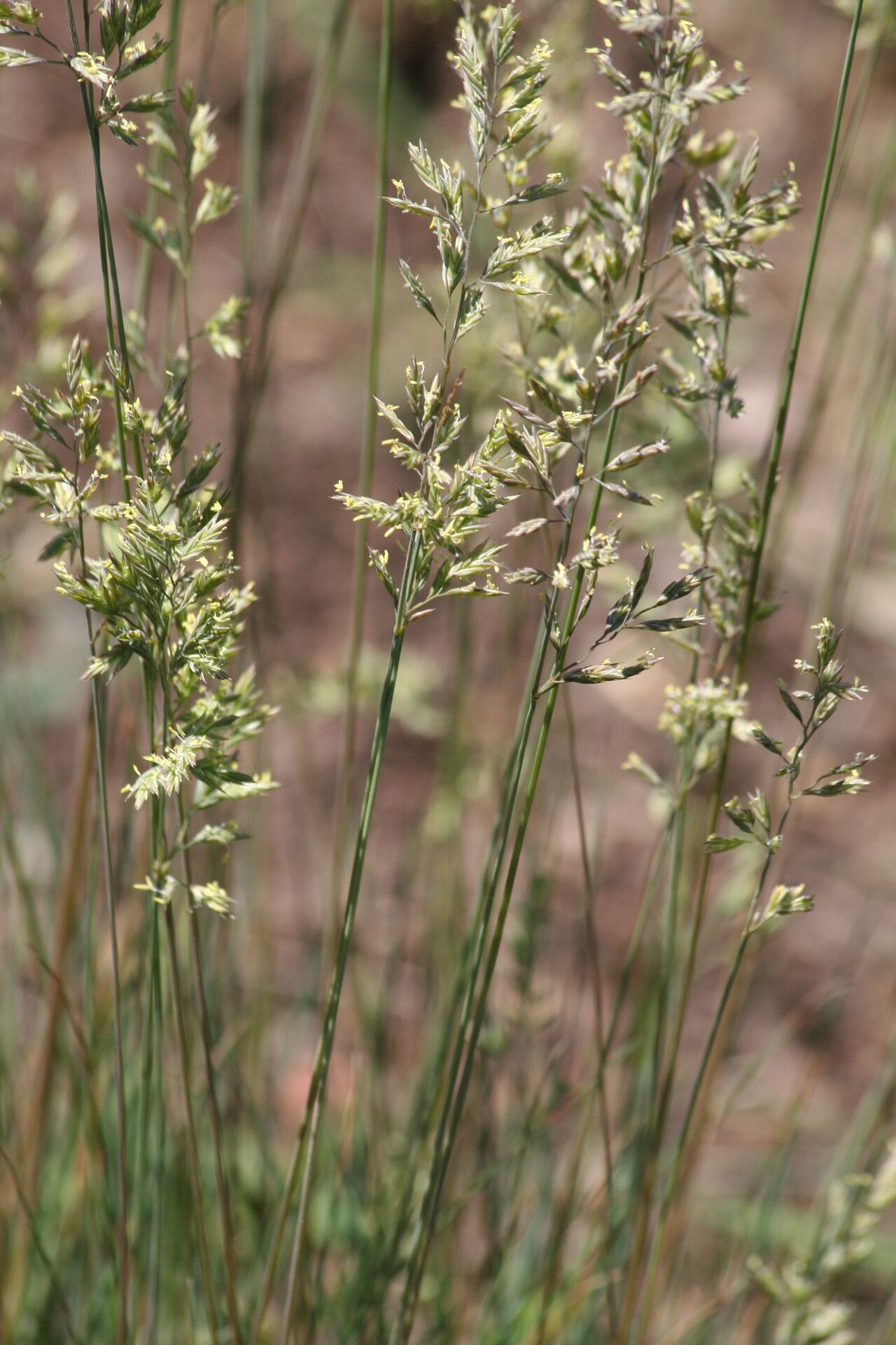 Festuca cinerea flower