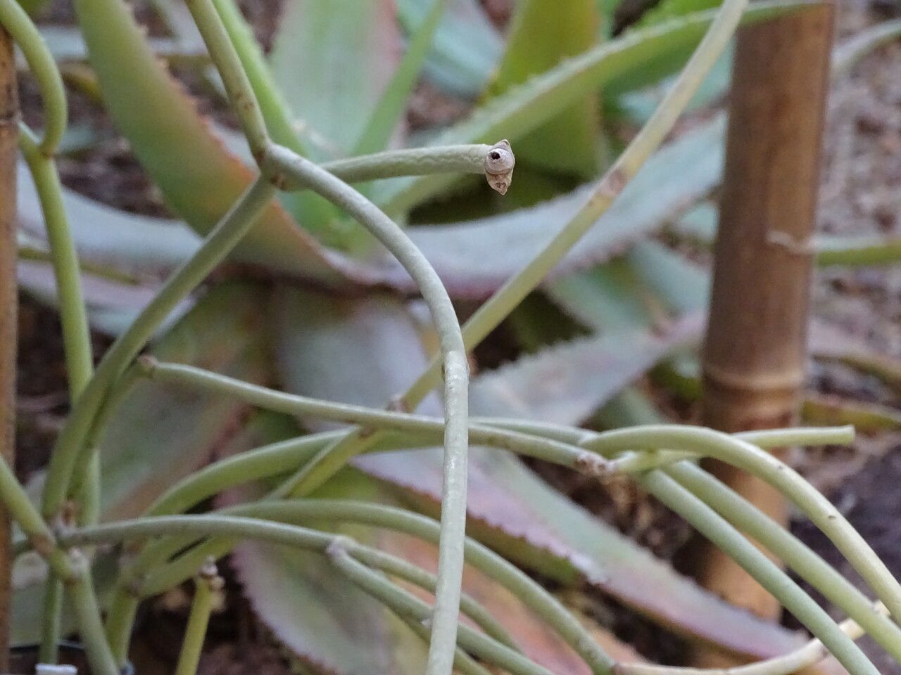 Cynanchum daltonii habit
