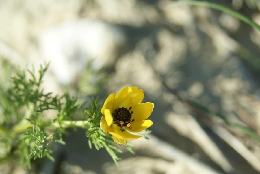 Adonis microcarpa flower