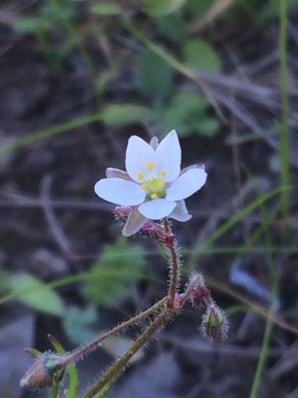 Spergula arvensis flower
