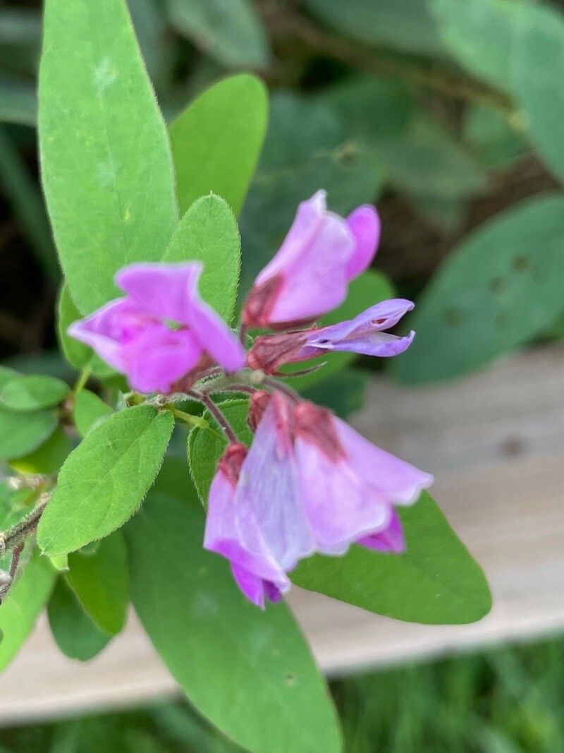 Lespedeza violacea flower