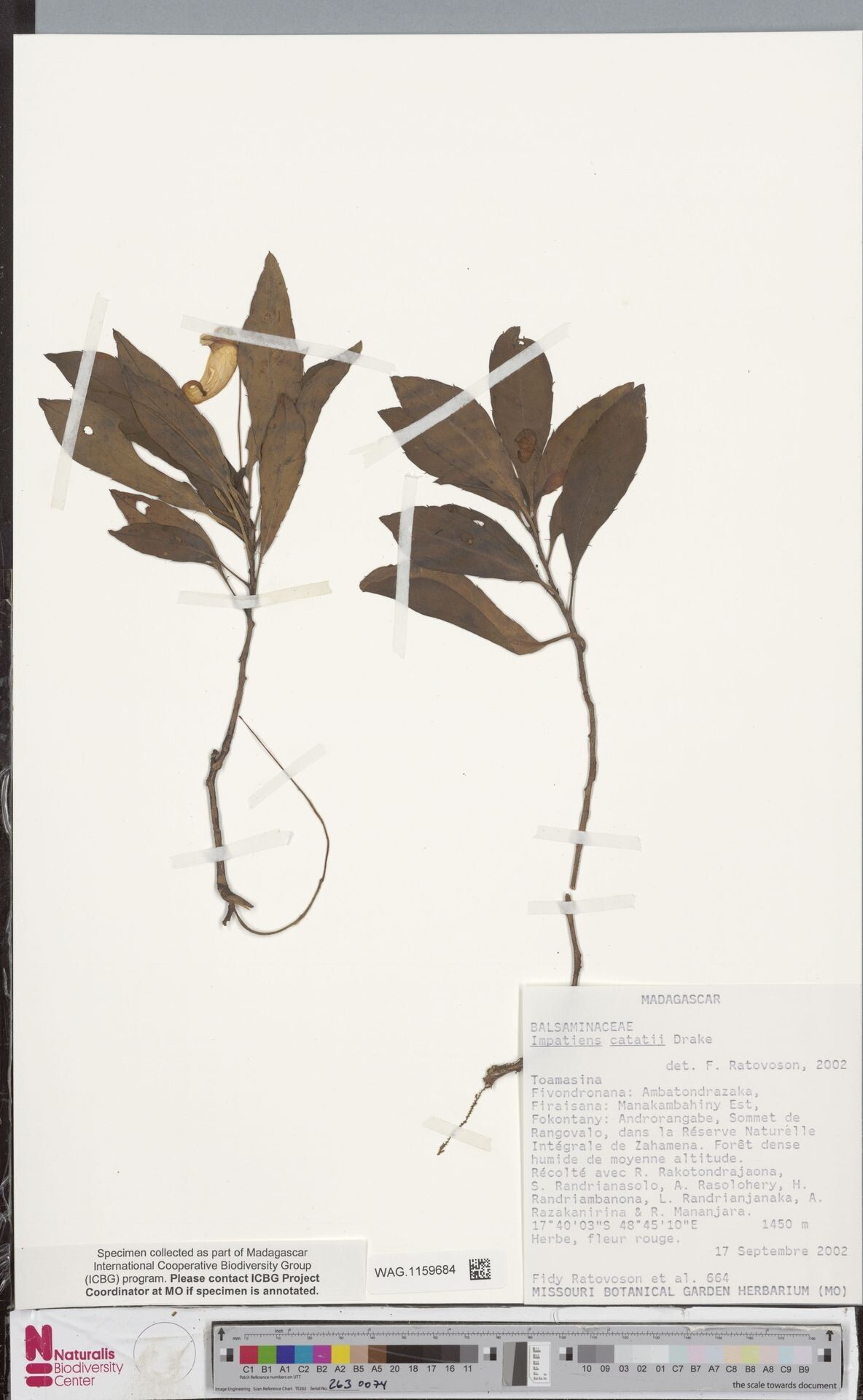 Impatiens catati — houseplant care guide