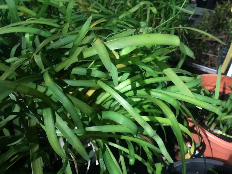 Agapanthus campanulatus