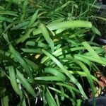 Agapanthus campanulatus