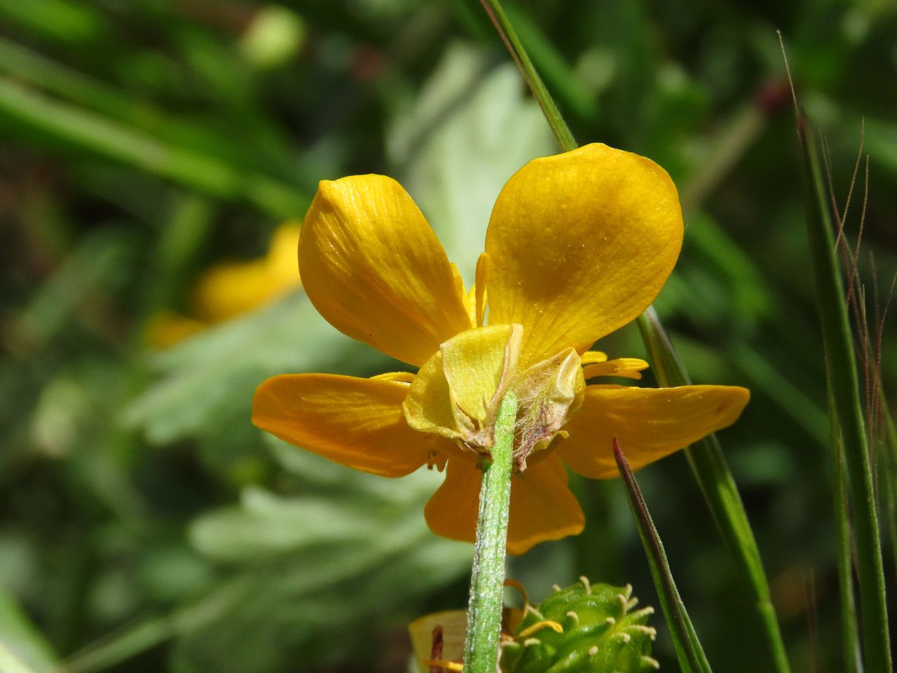 Ranunculus sardous flower