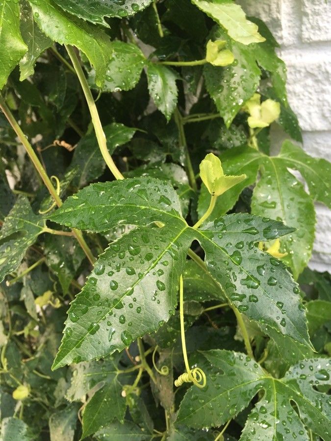 Passiflora cincinnata leaf