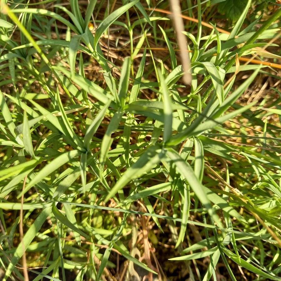 Dianthus gyspergerae leaf