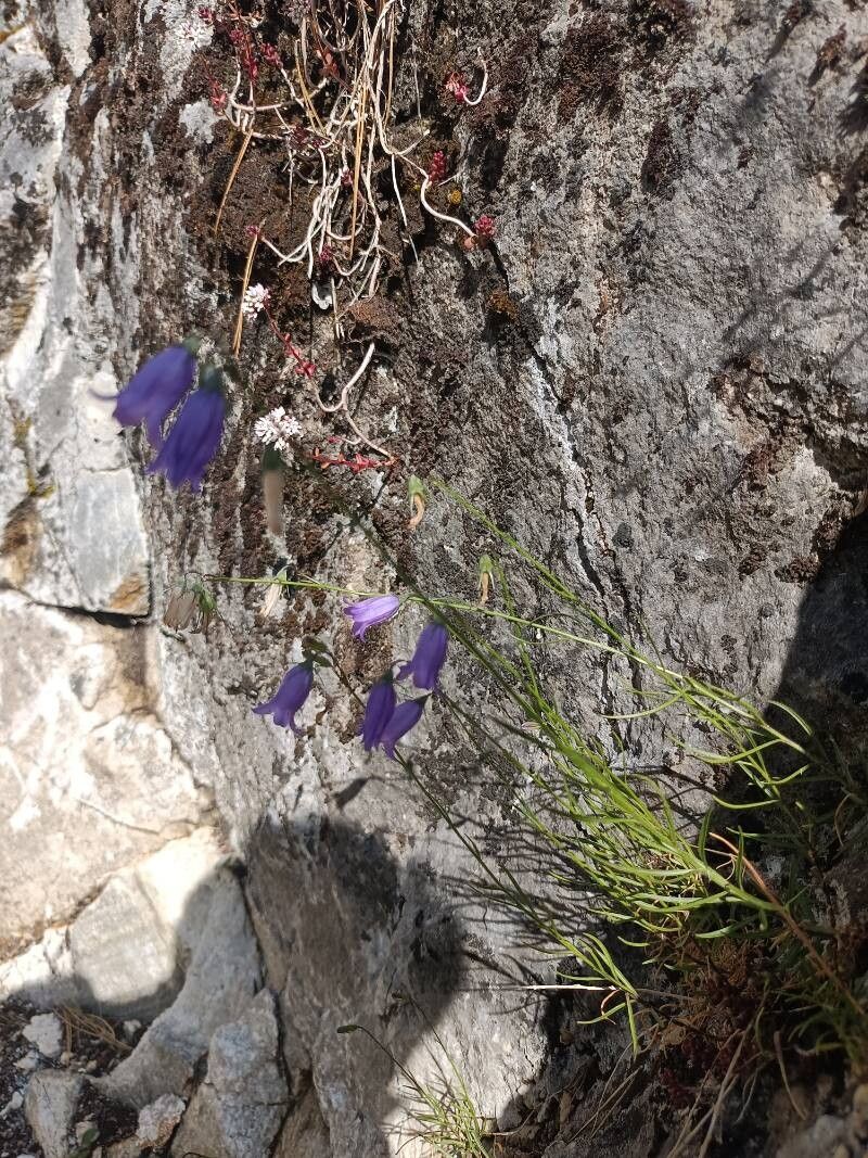 Campanula jordanovii — houseplant care guide