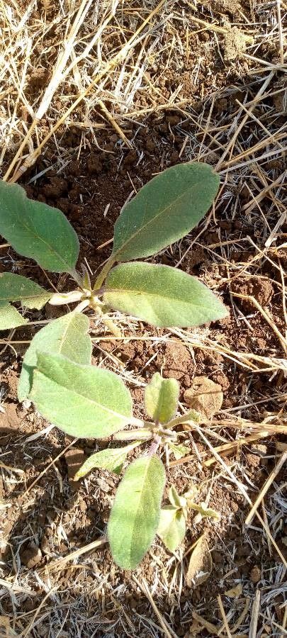 Solanum tettense leaf