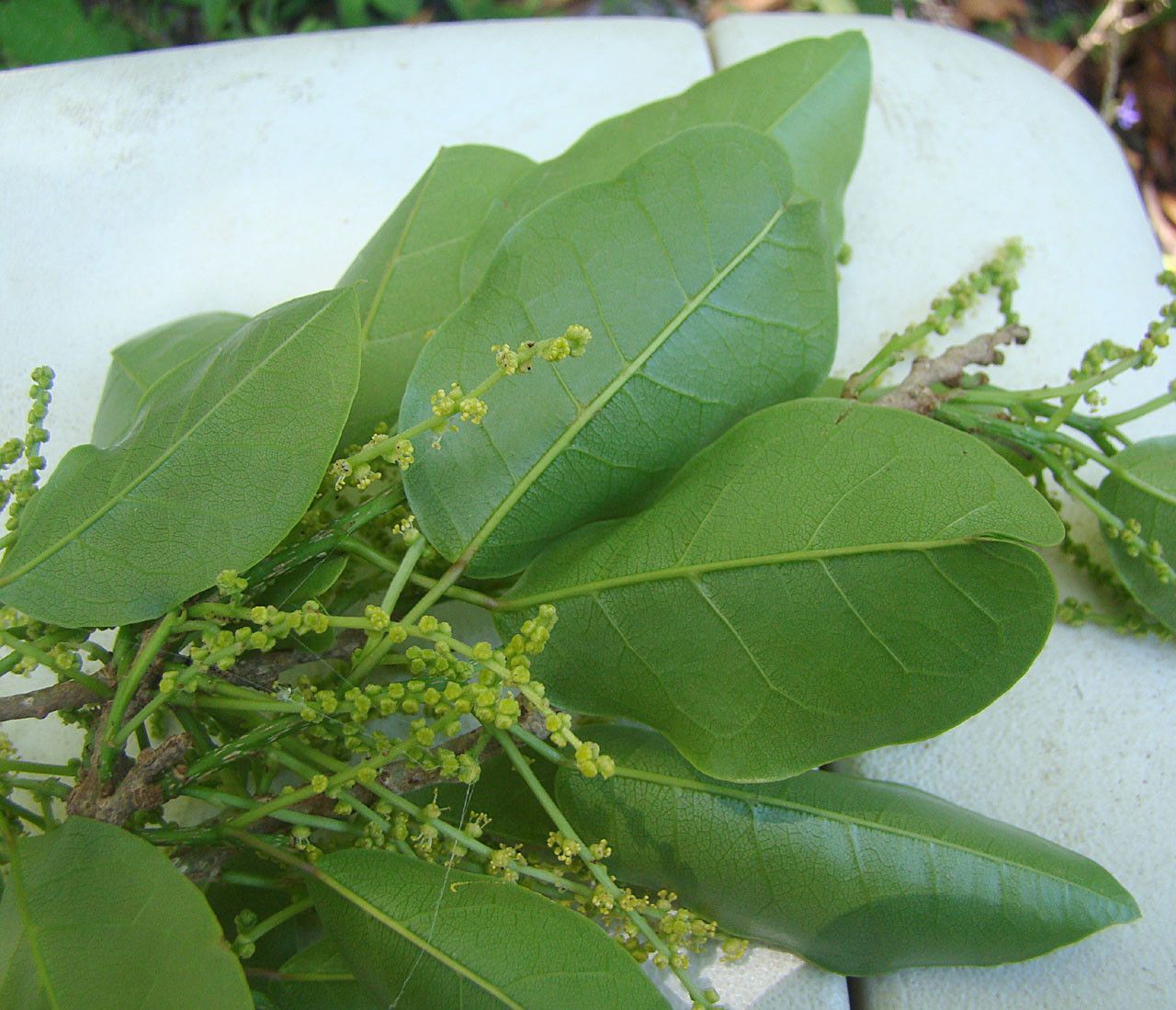 Antidesma messianianum habit