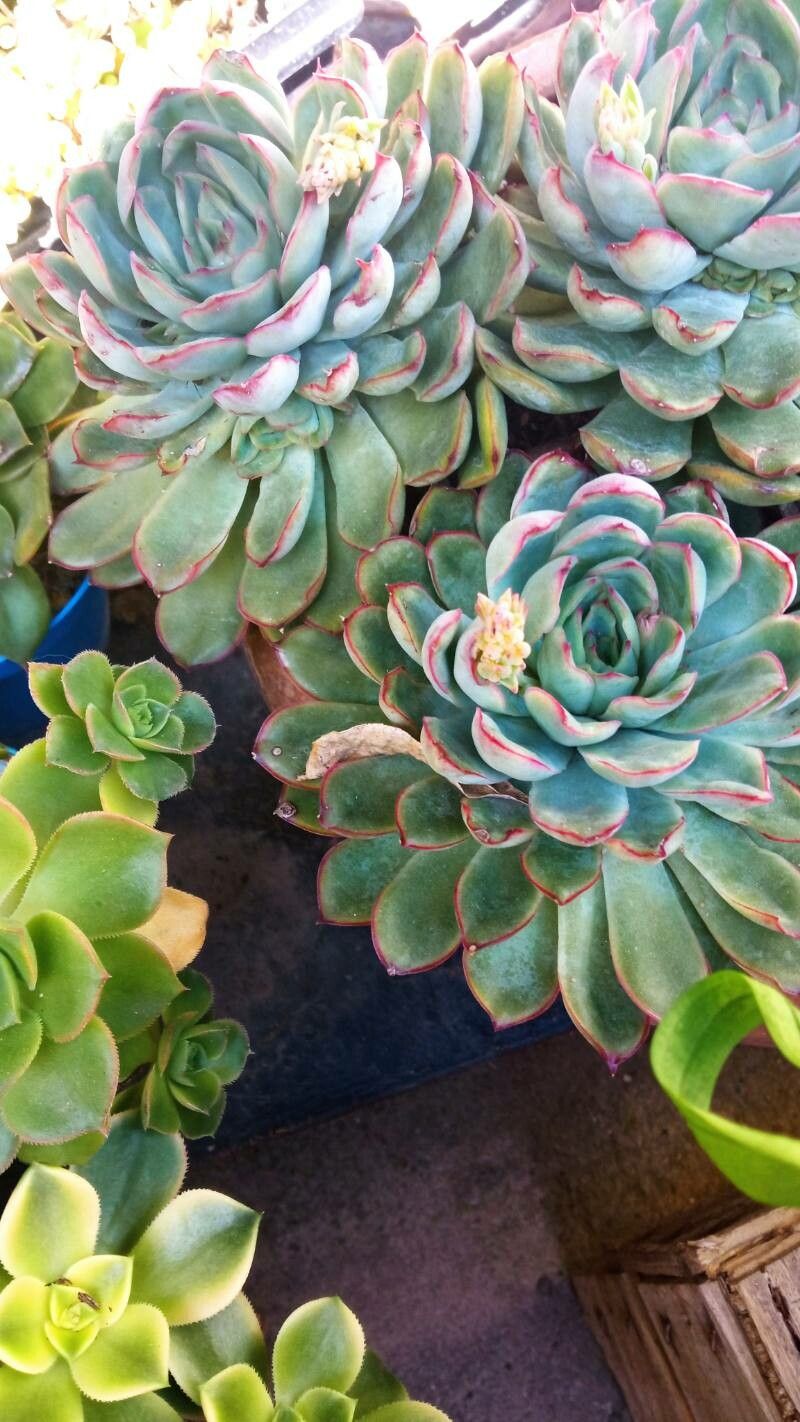 Echeveria colorata bark