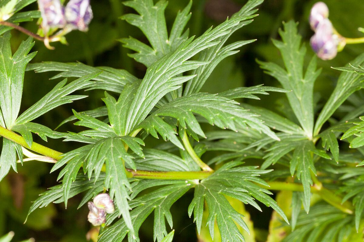 Aconitum burnatii — related species from the same genus