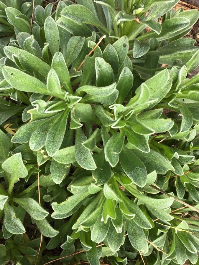 Thymus funkii — search result for 'Thymus'