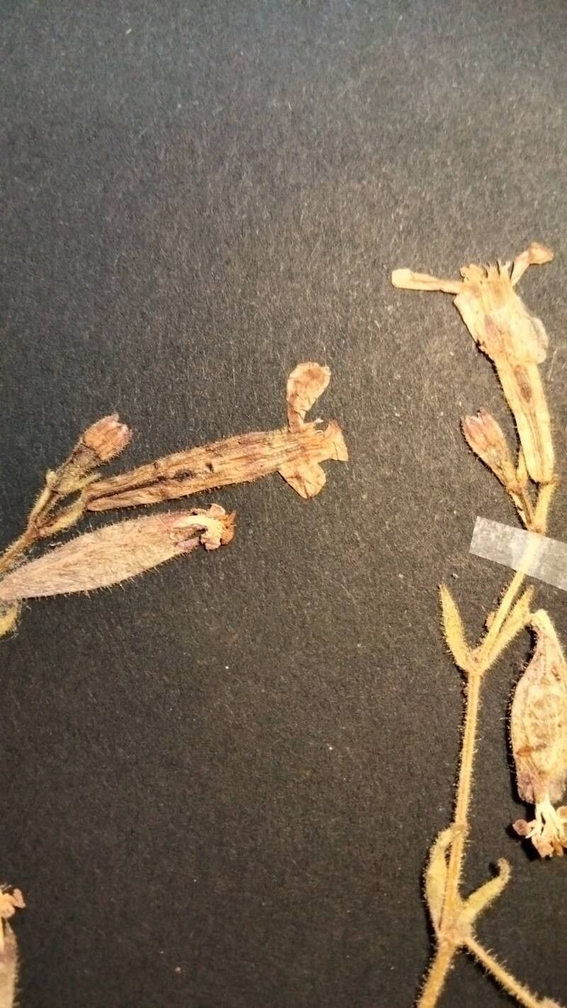 Silene odontopetala flower