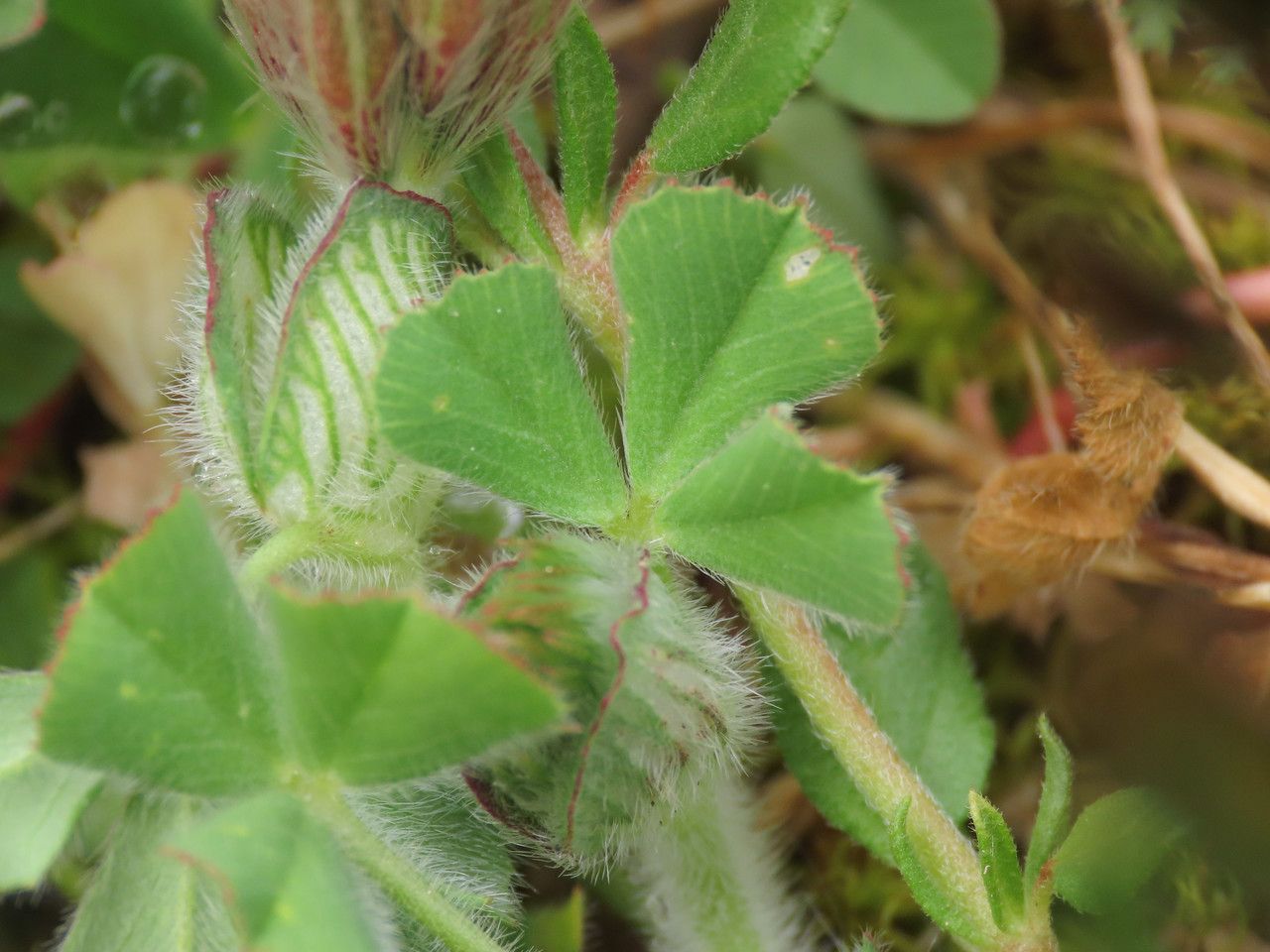 Trifolium stellatum leaf