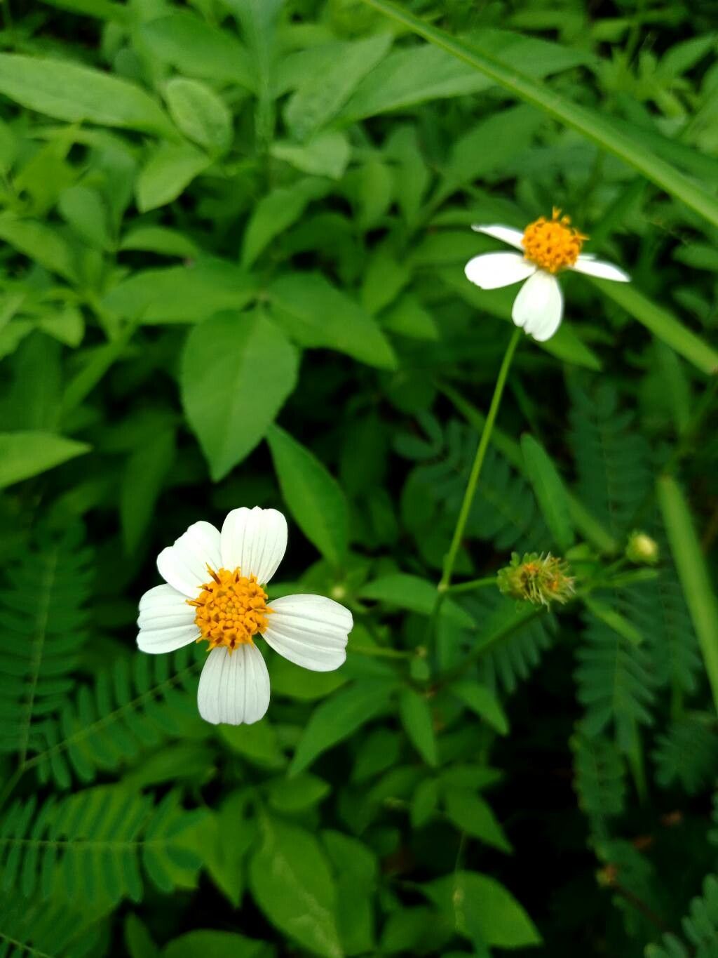 Bidens alba flower