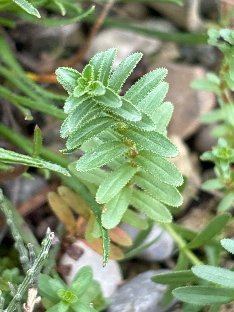 Hypericum orientale — search result for 'Hypericum'