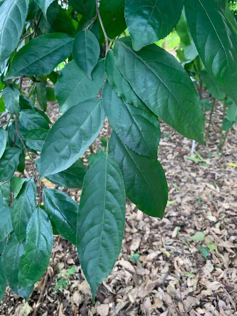 Casearia rupestris leaf