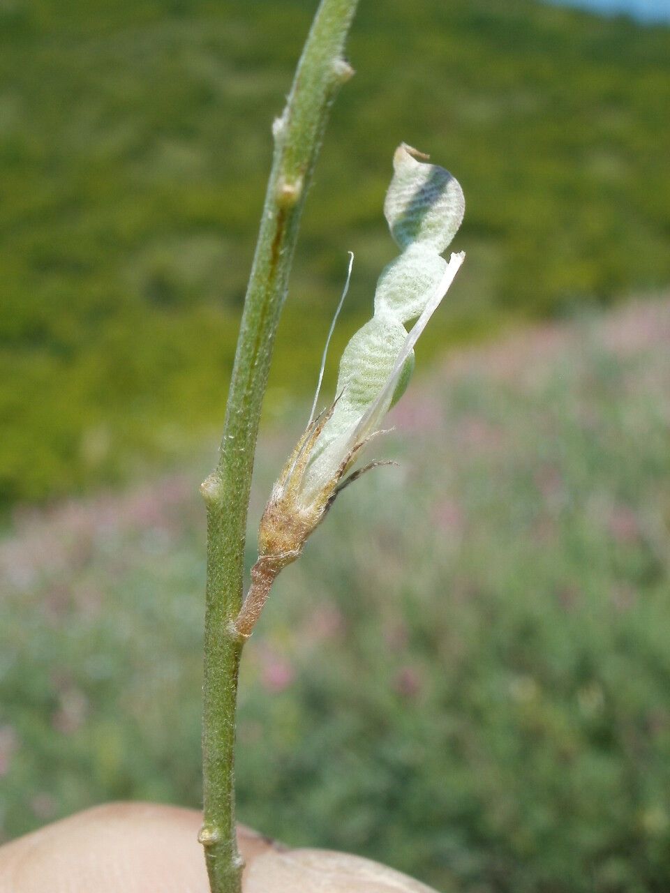 Hedysarum tauricum fruit