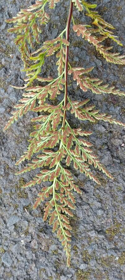 Asplenium adiantum-nigrum flower