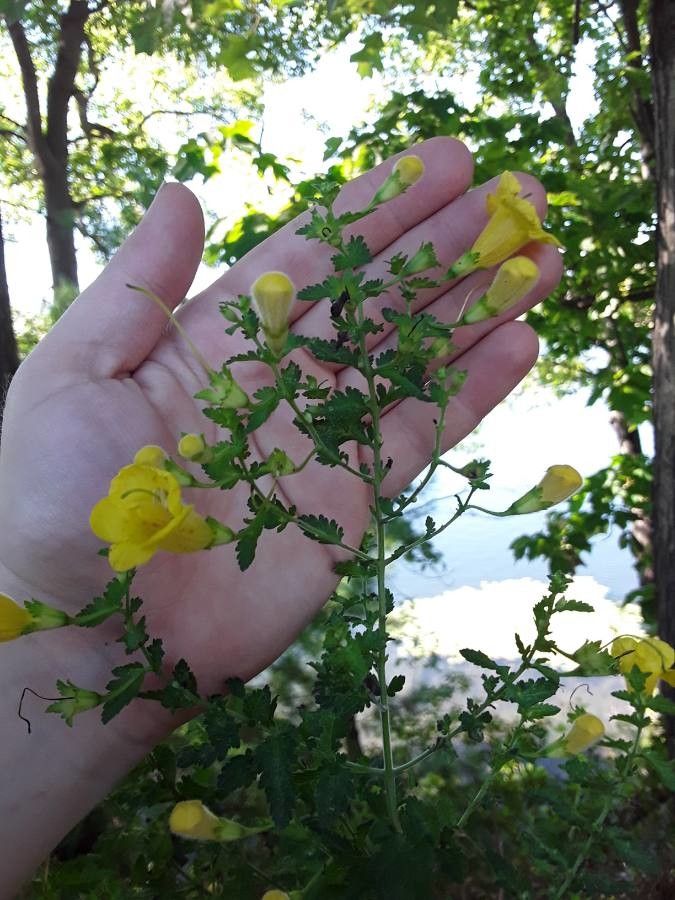 Aureolaria pectinata habit