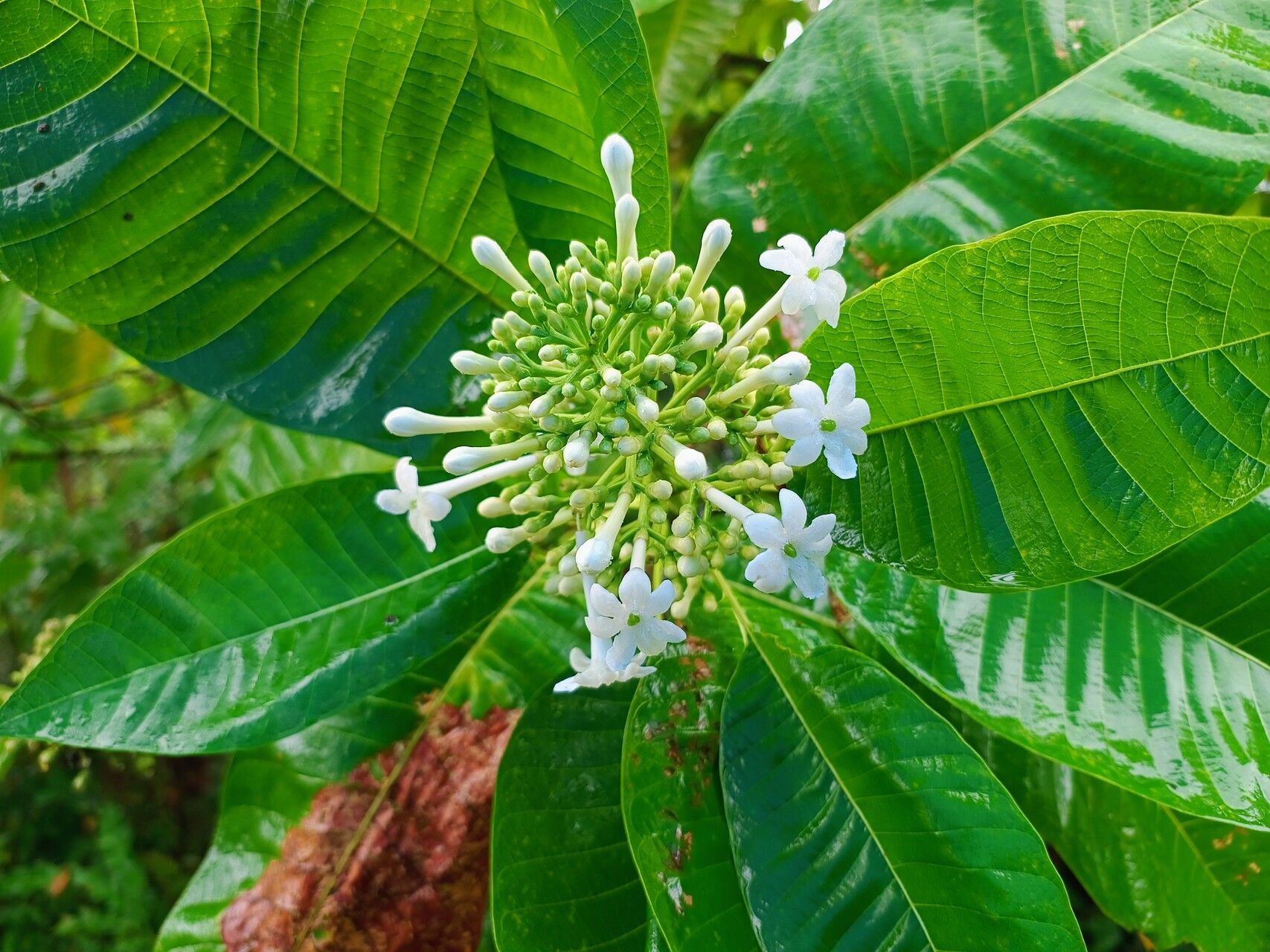 Isertia laevis — related species from the same genus