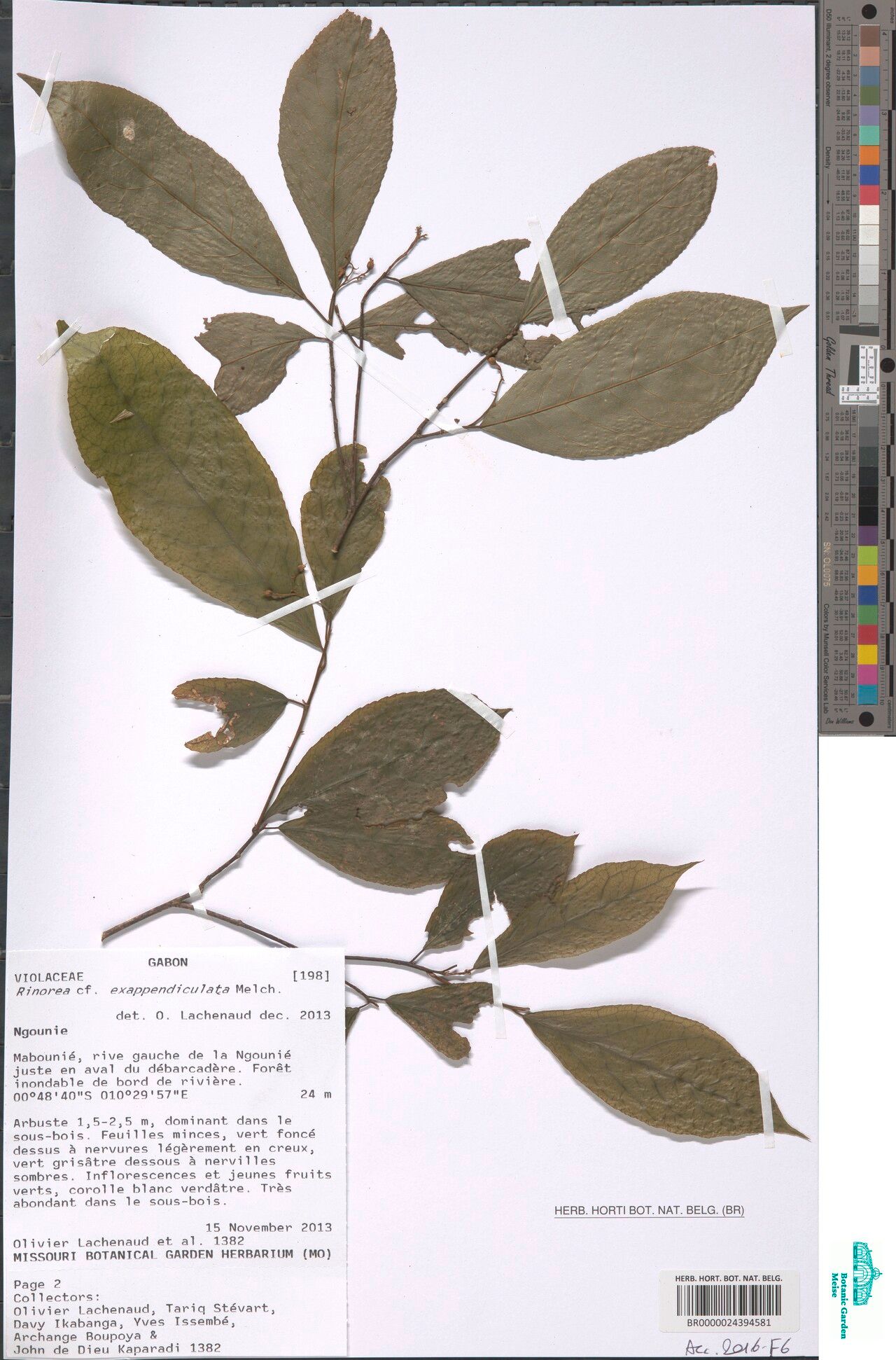 Rinorea exappendiculata — houseplant care guide