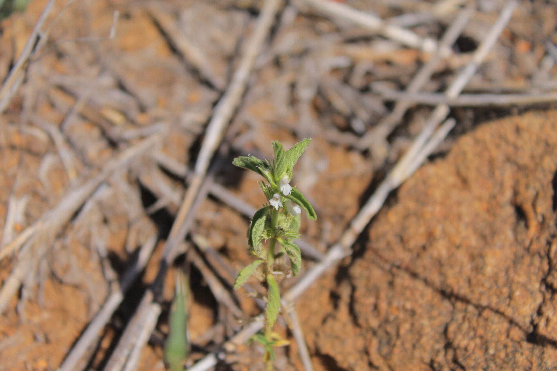 Leucas oligocephala — houseplant care guide