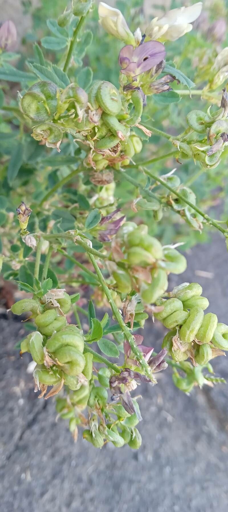 Medicago × varia fruit