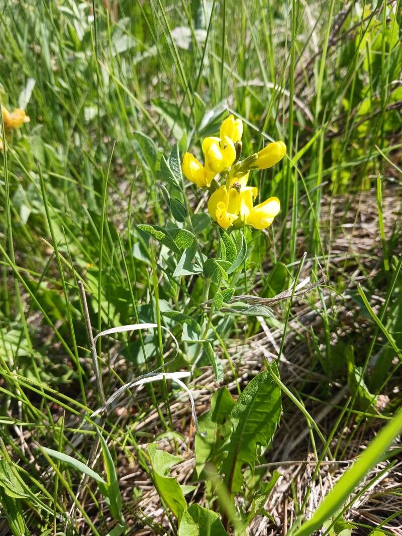 Thermopsis rhombifolia — search result for 'Prairie and woodlands of North America'