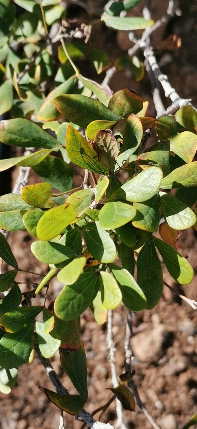 Bauhinia madagascariensis — houseplant care guide